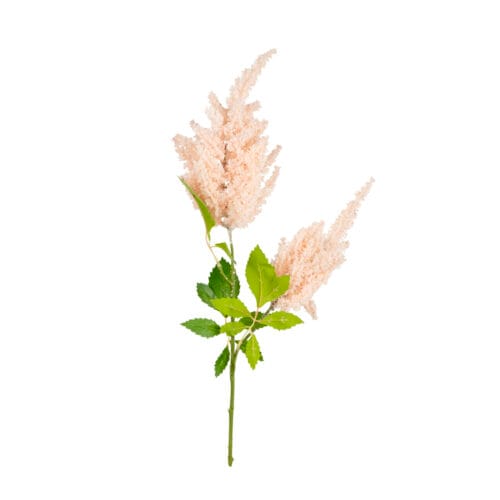 Ara Dal Tilbe (75 CM)
