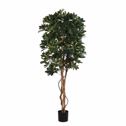 Baby Schefflera