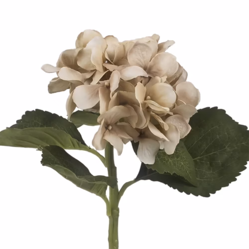 Beauty Hydrangea