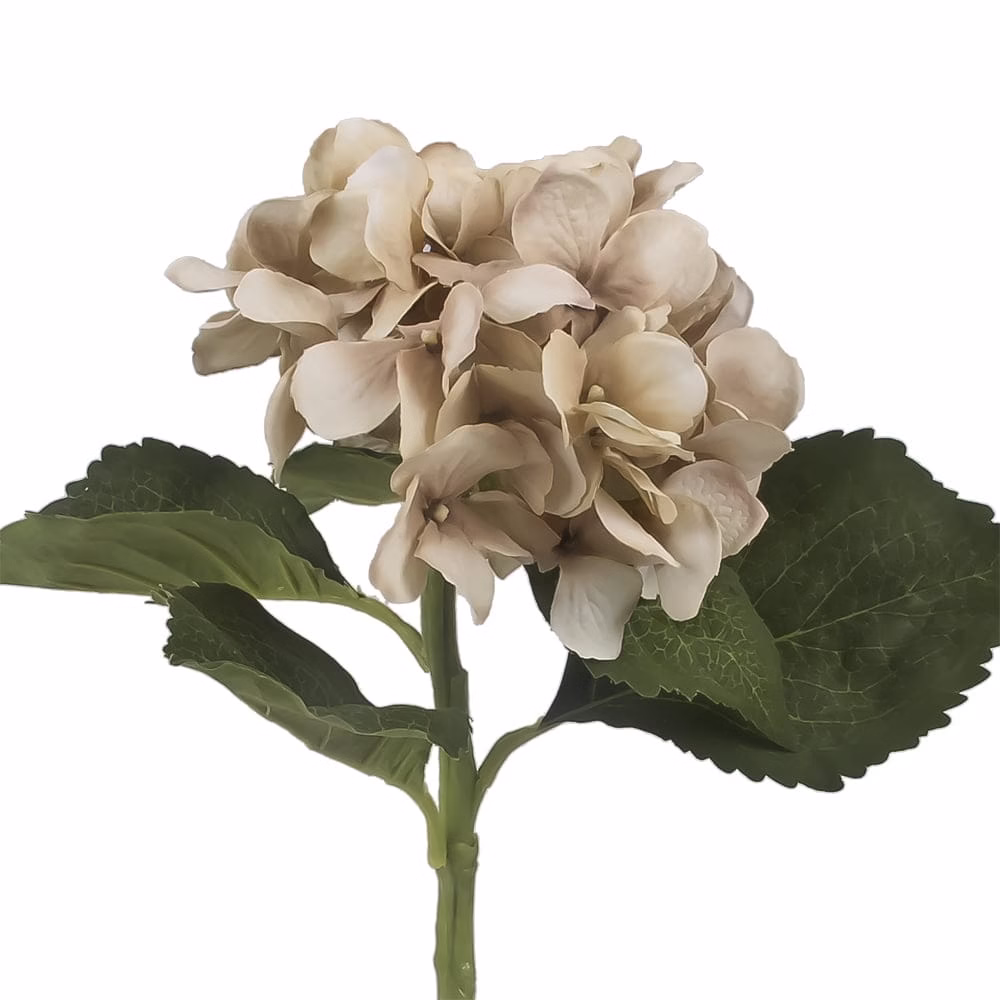 Beauty Hydrangea