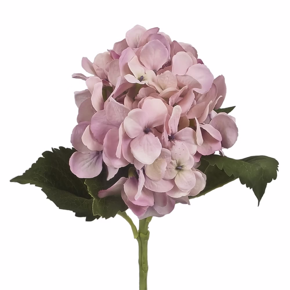 Beauty Hydrangea