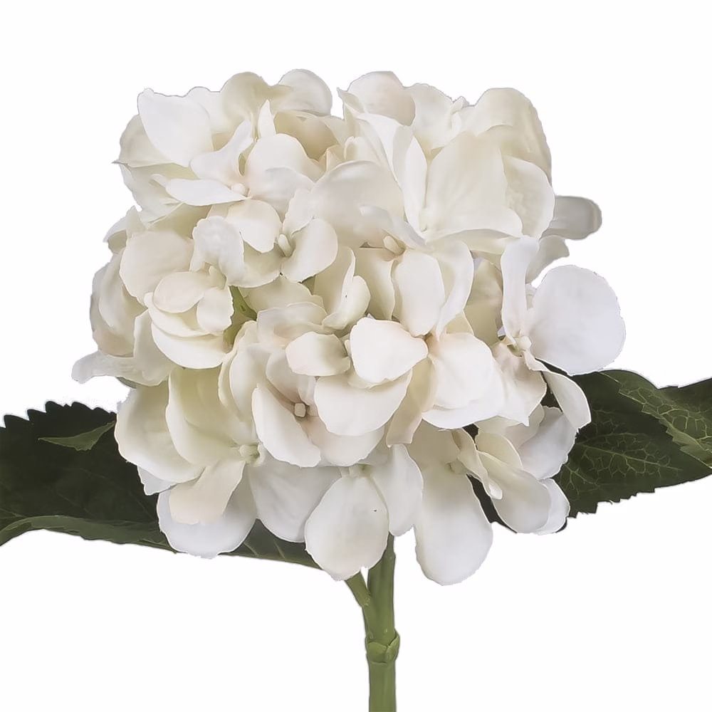 Beauty Hydrangea