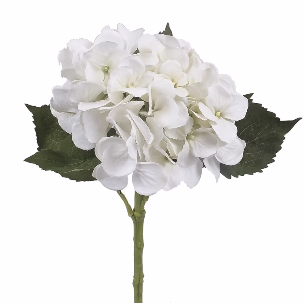 Beauty Hydrangea