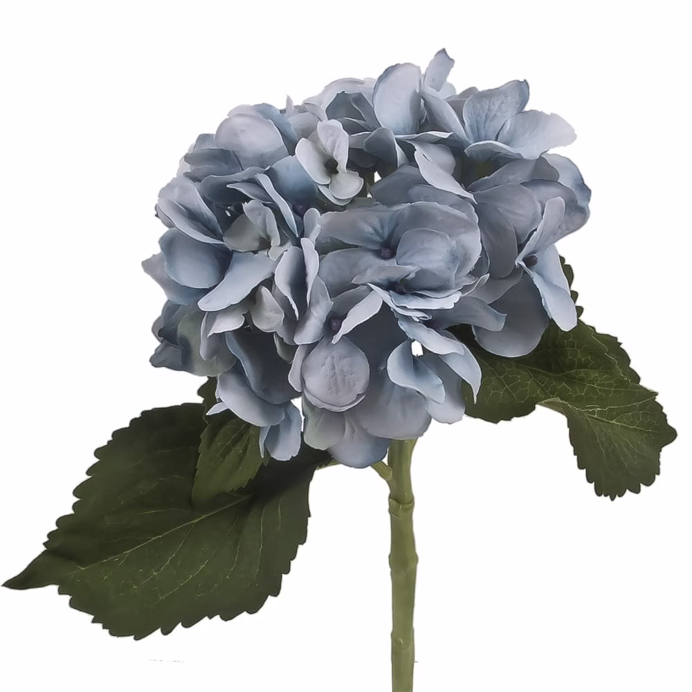 Beauty Hydrangea