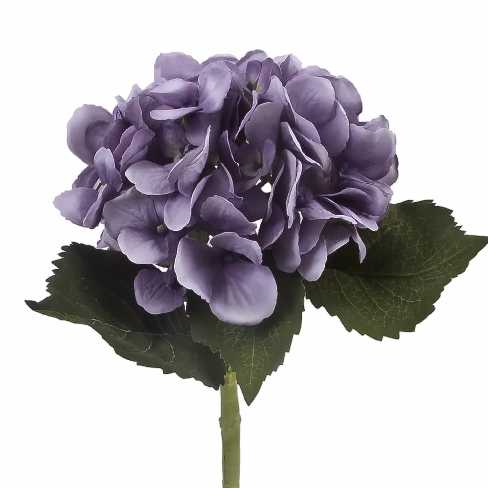Beauty Hydrangea
