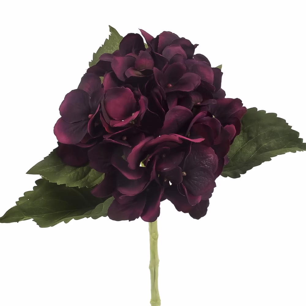 Beauty Hydrangea