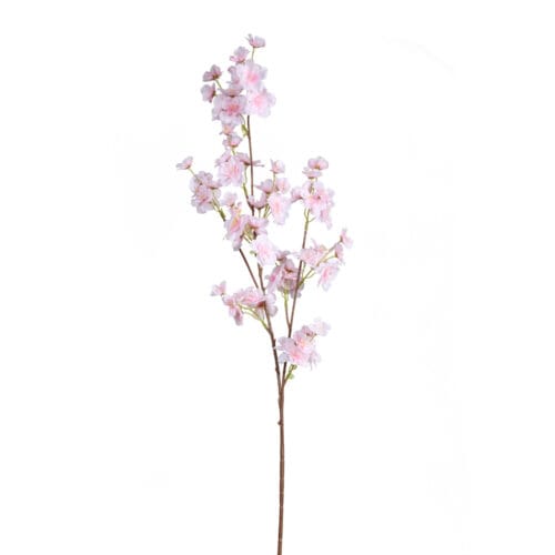 Cherry Blossom