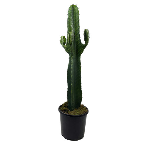 Colman Cactus