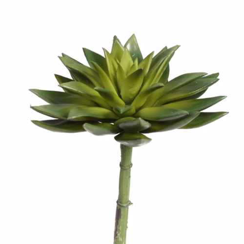 Echeveria