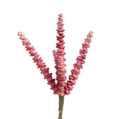 Echeveria