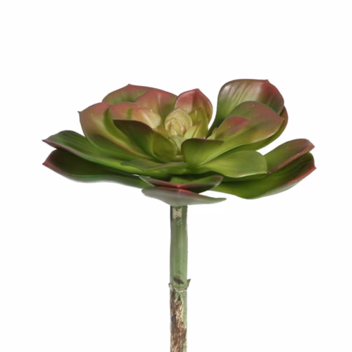 Echeveria