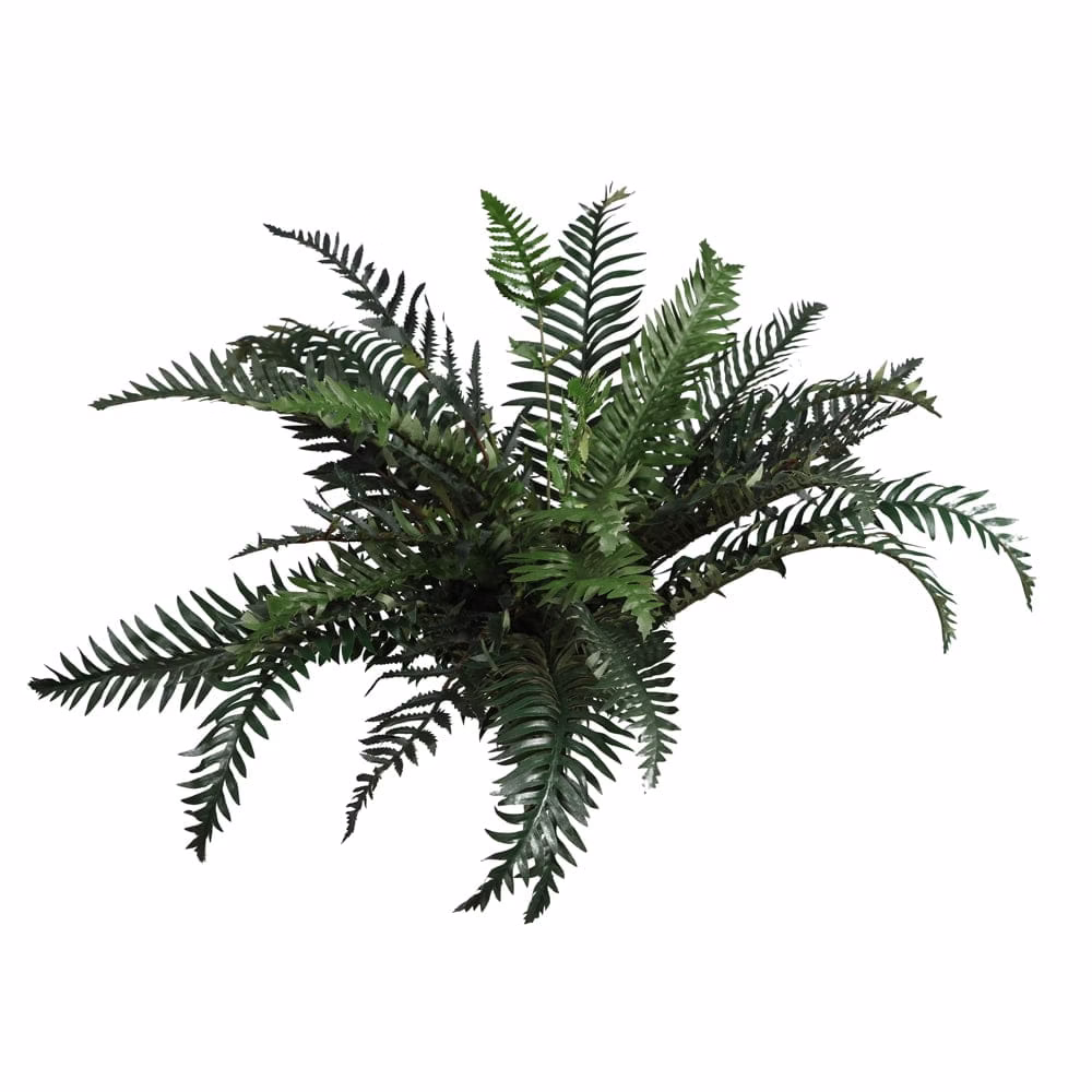 Fern Bush