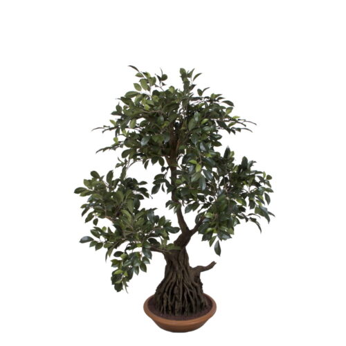 Ficus Foli Bonsai Green