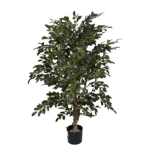 Ficus Folia