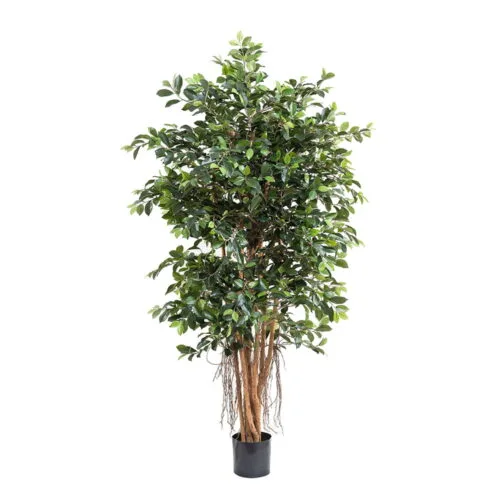 Ficus Retusa