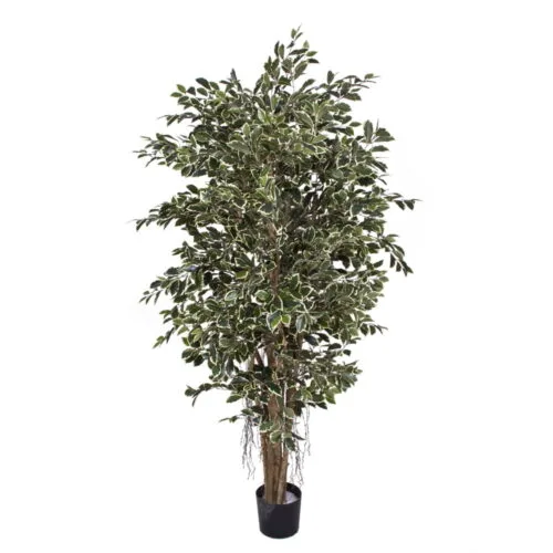 Ficus Retusa Green Cream(Küçük)
