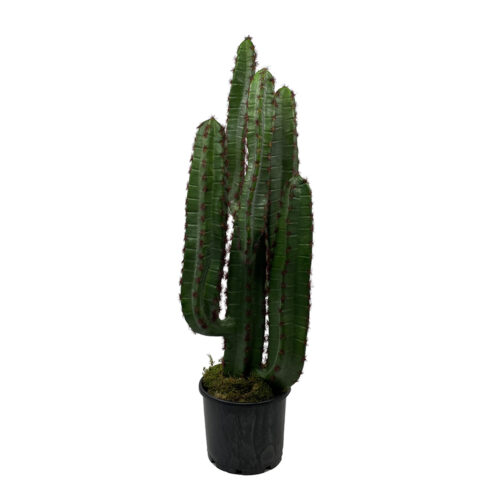 Hexagonal Cactus