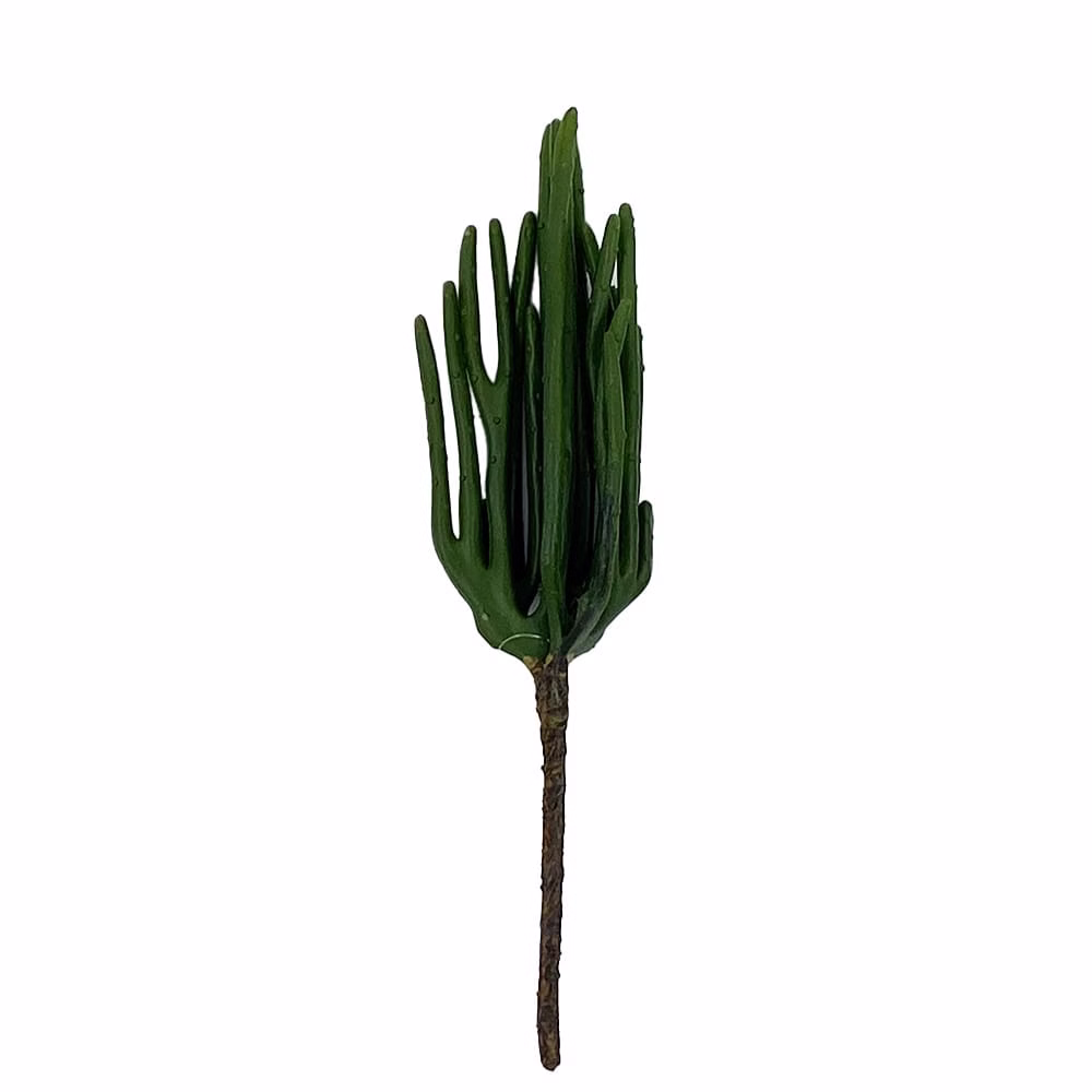 Kaktüs