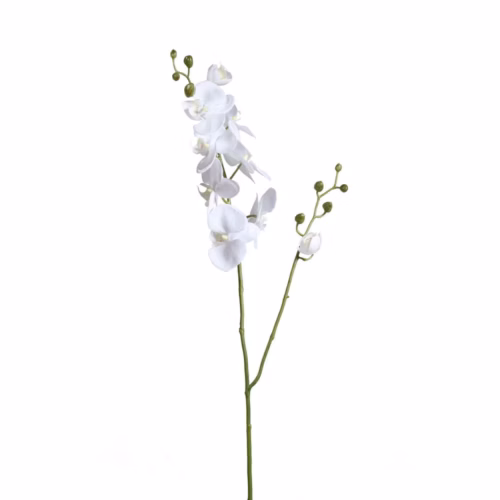 Phalaenopsis Orchid