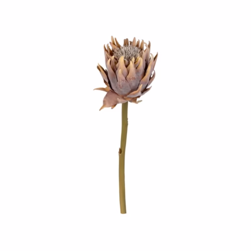 Protea Dal