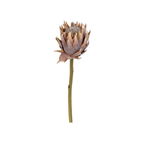 Protea Dal