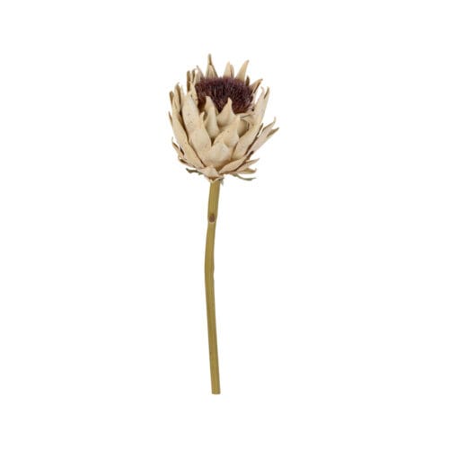 Protea Dal