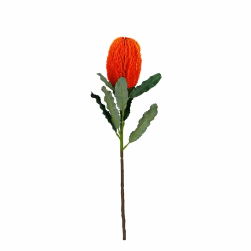 Protea Dal