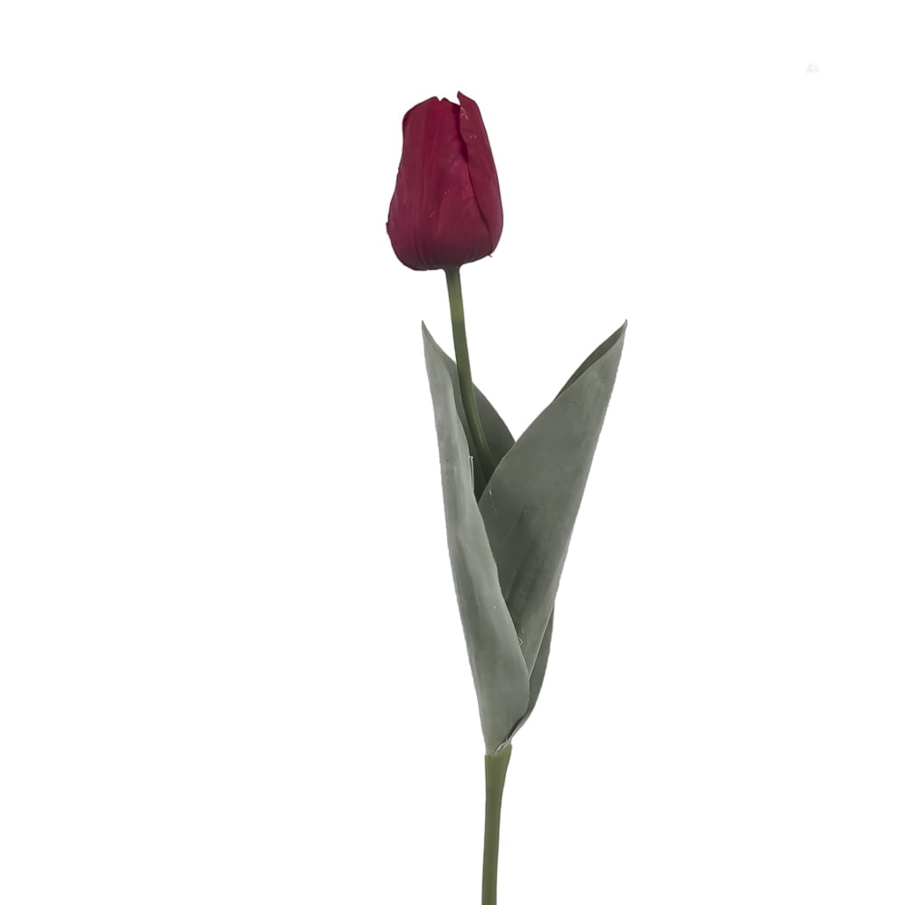 Rhapsody Tulip