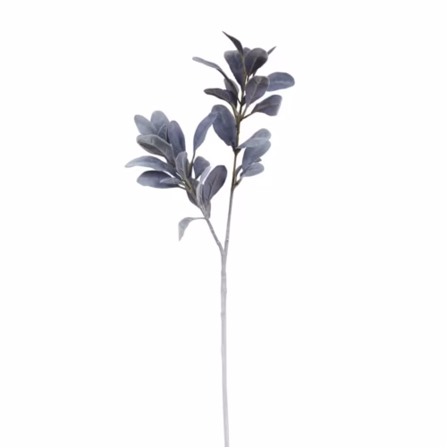 Sorrel