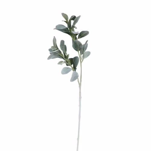 Sorrel