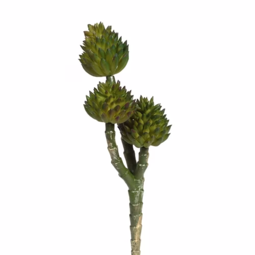 Succulent