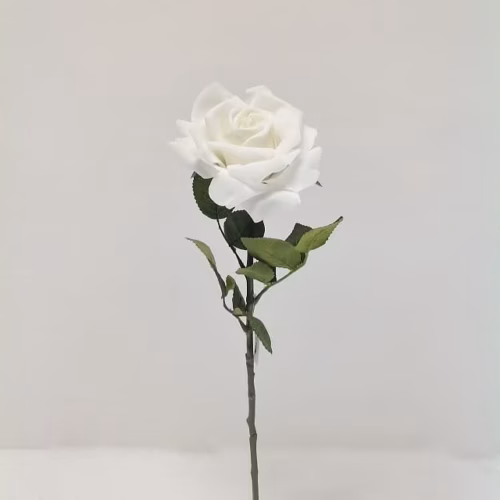 Touch Rose