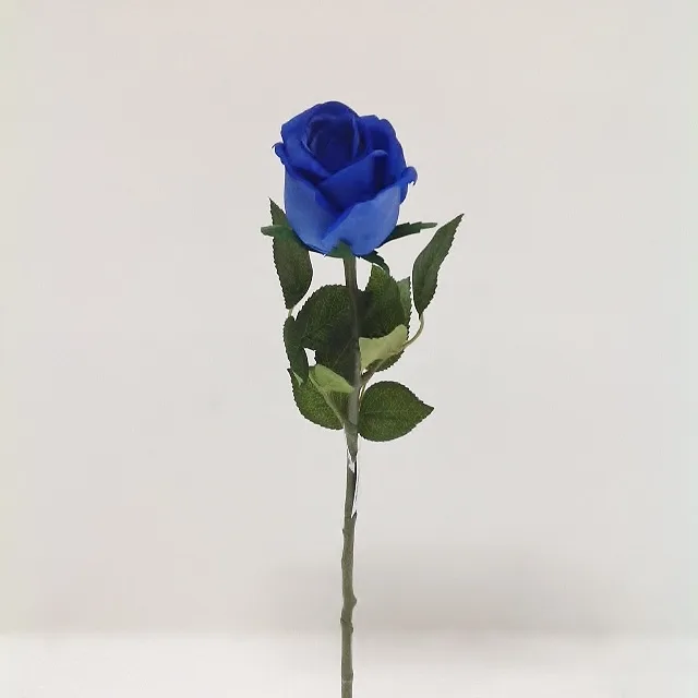 Touch Rose