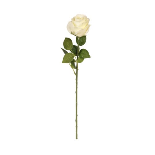 Touch Rose