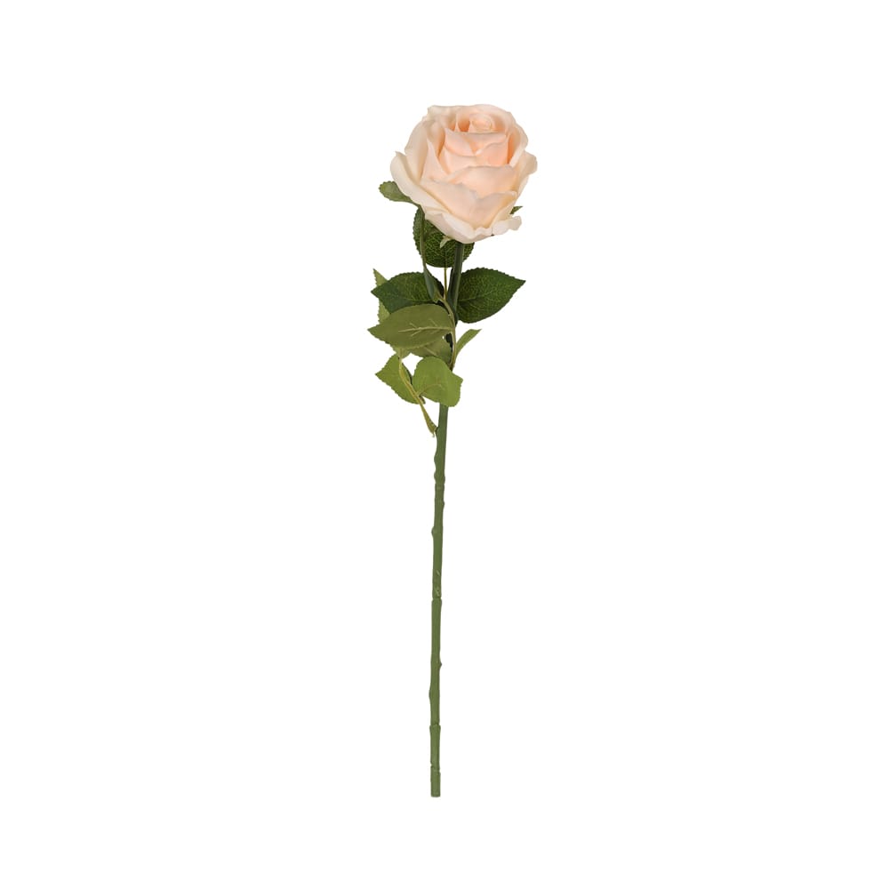 Touch Rose (54 CM) Touch Rose