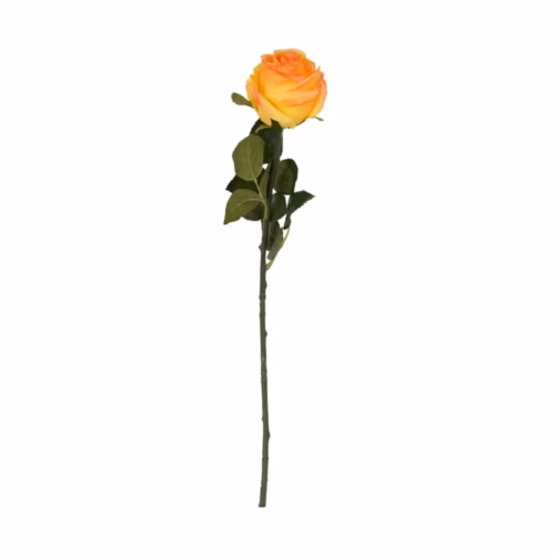 Touch Rose