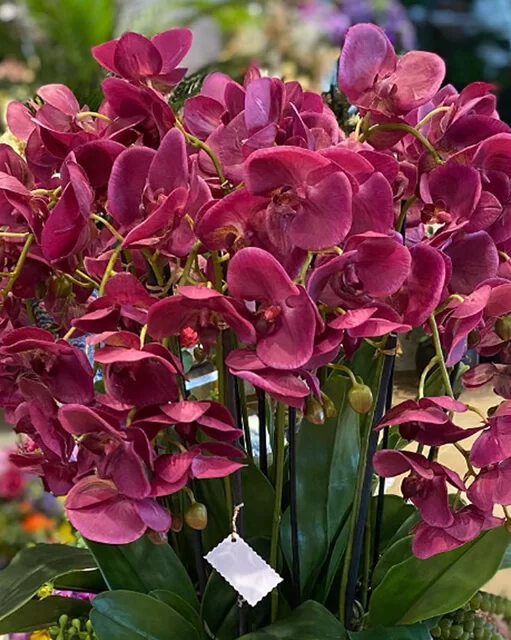 yapay-orkide-aranjman
