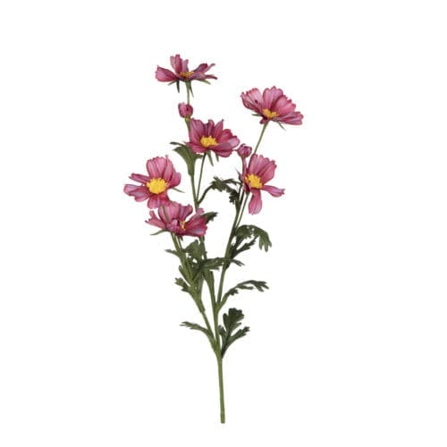 Cheery Cosmos