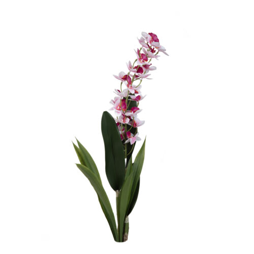 Islak Dokulu Yapraklı Cattleya Orkide