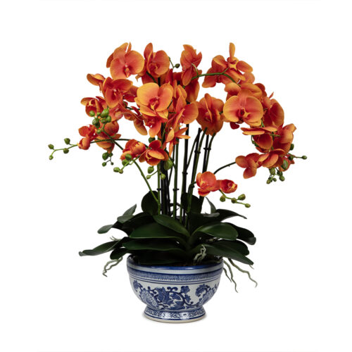 Phalaenopsis Orkide Aranjman