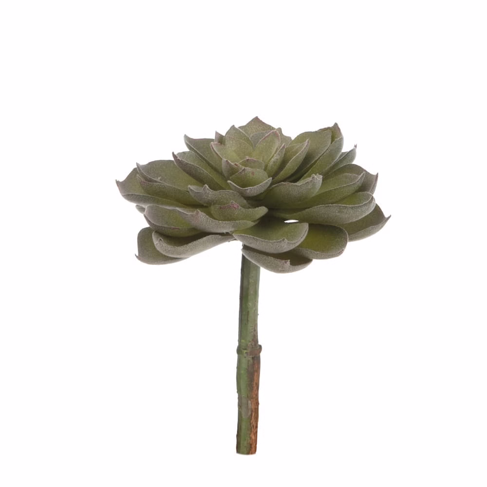 Yapay Echeveria Sukulent