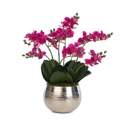 Phalaenopsis Orkide Aranjman