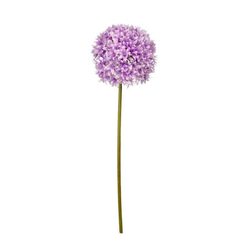 Chestnut Allium Allium Spray