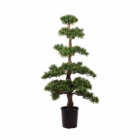 Podocarpus Tree (116cm)