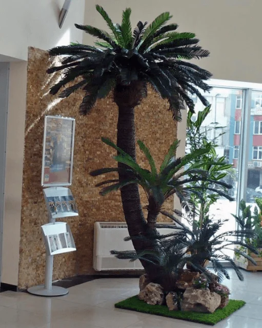 Arecaceae