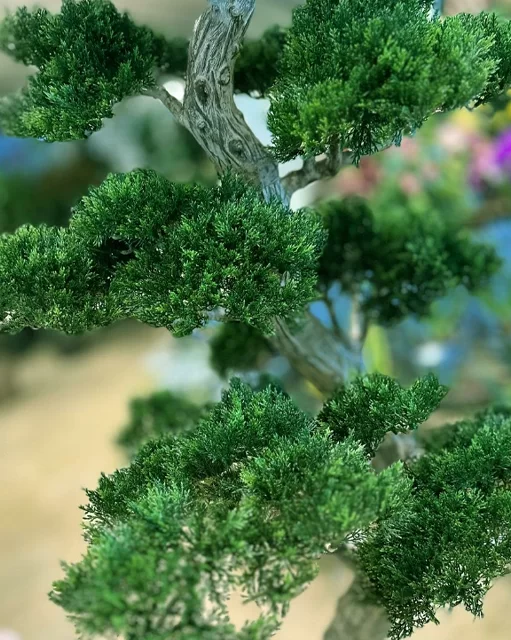 bodur-bonsai-agaci