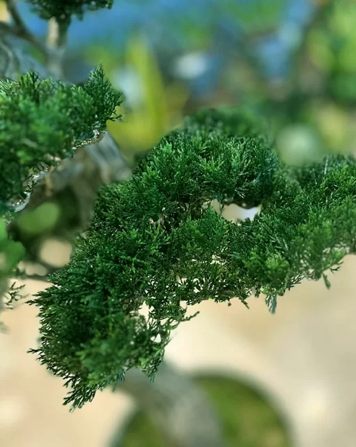 bonsai-agaci