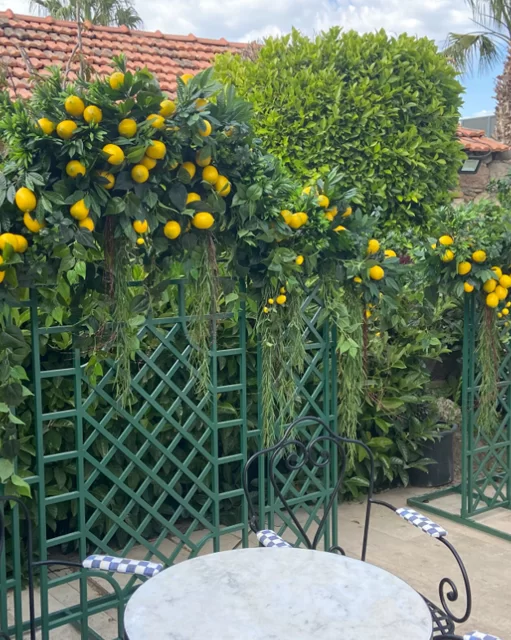 yapay limon ağacı