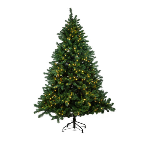 Alberta Spruce Çam Ağacı 240 cm