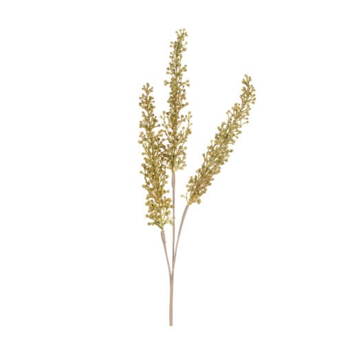 Berry Filiz Dal Berry Filiz Dal